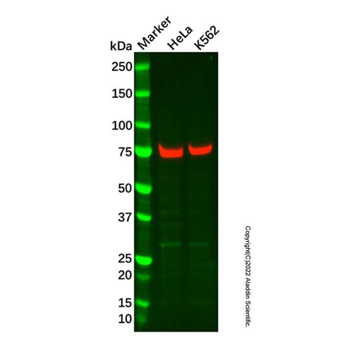 Recombinant GNE Antibody -    by Aladdin Scientific