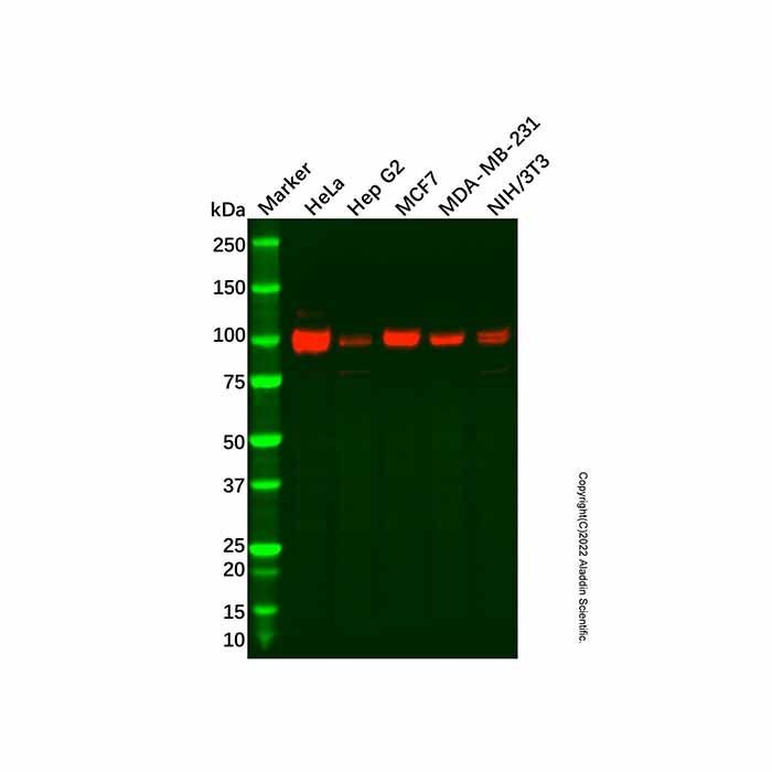 Recombinant Golgin 97 Antibody -    by Aladdin Scientific