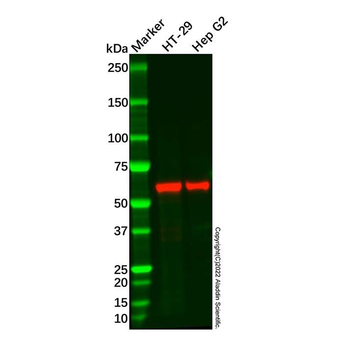 Recombinant GRB7 Antibody -    by Aladdin Scientific
