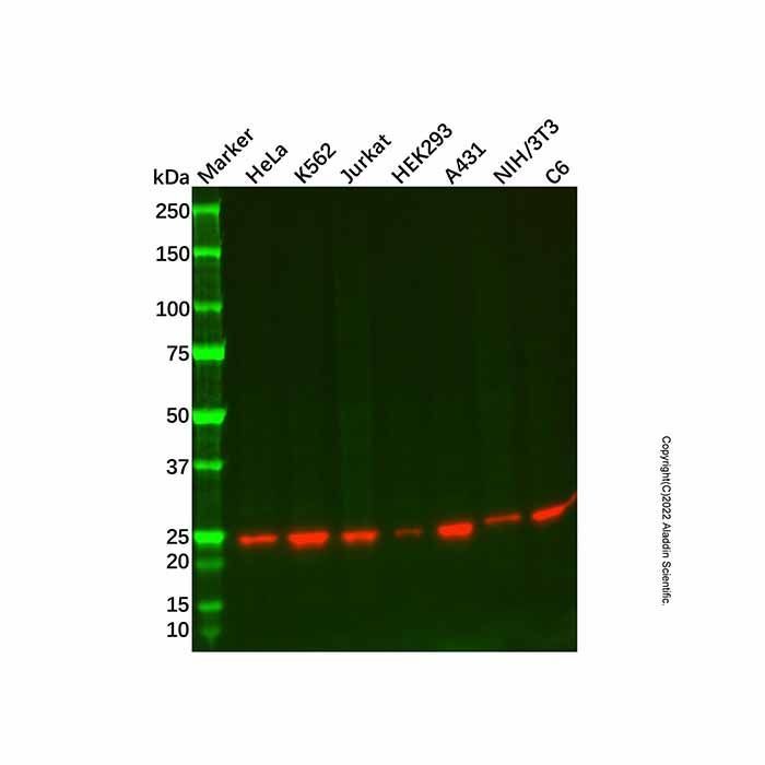 Recombinant GST3/GST pi Antibody -    by Aladdin Scientific