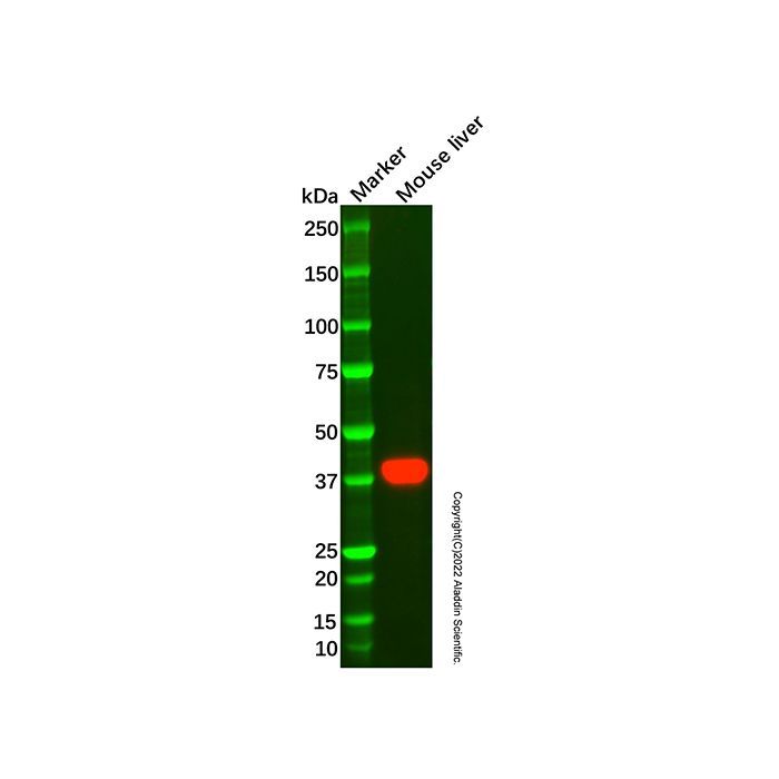 Haptoglobin Mouse mAb -    by Aladdin Scientific
