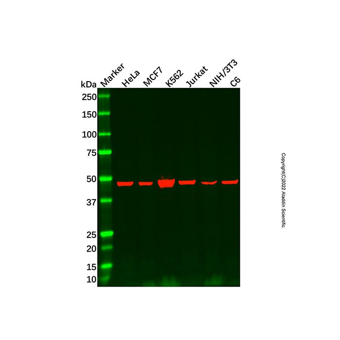 Recombinant HDAC3 Antibody -    by Aladdin Scientific