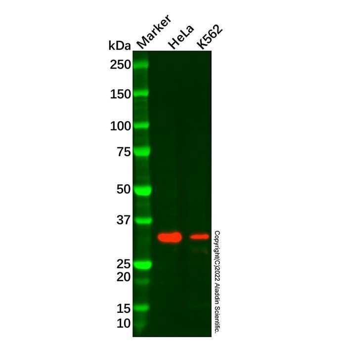 Recombinant Histone H1.3 Antibody -    by Aladdin Scientific