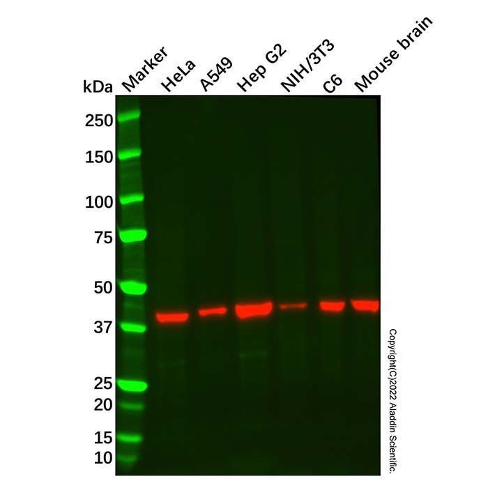 Recombinant HLF Antibody -    by Aladdin Scientific