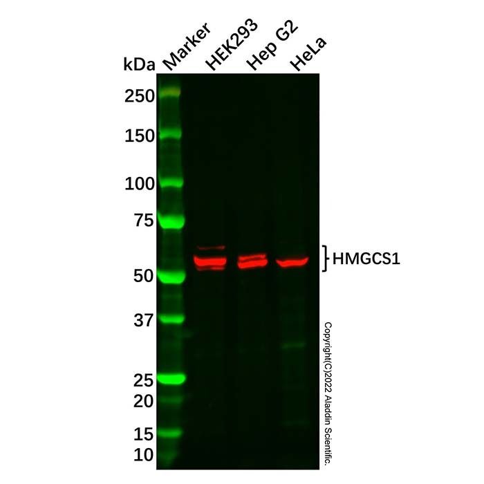 HMGCS1 Antibody -    by Aladdin Scientific