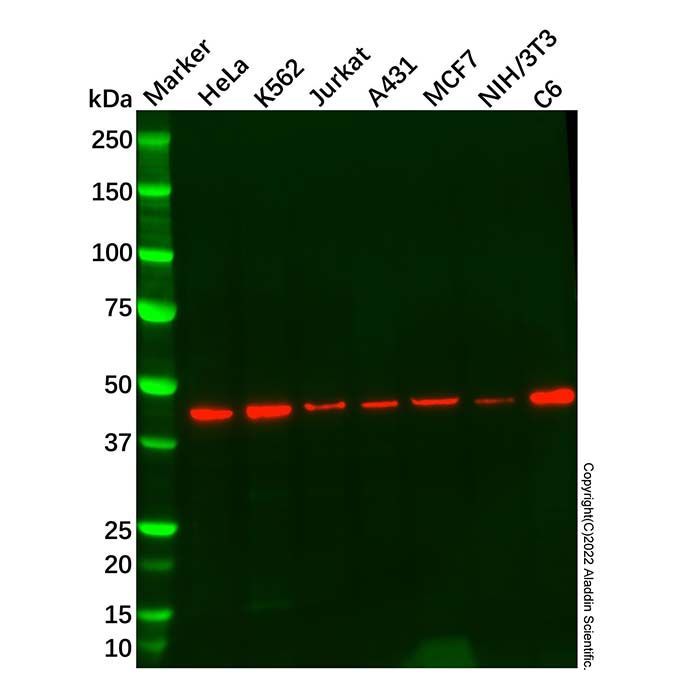 Recombinant hnRNP G Antibody -    by Aladdin Scientific