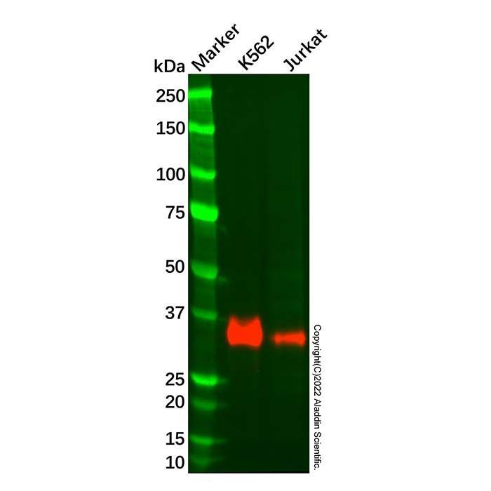 Recombinant HOXB4 Antibody -    by Aladdin Scientific