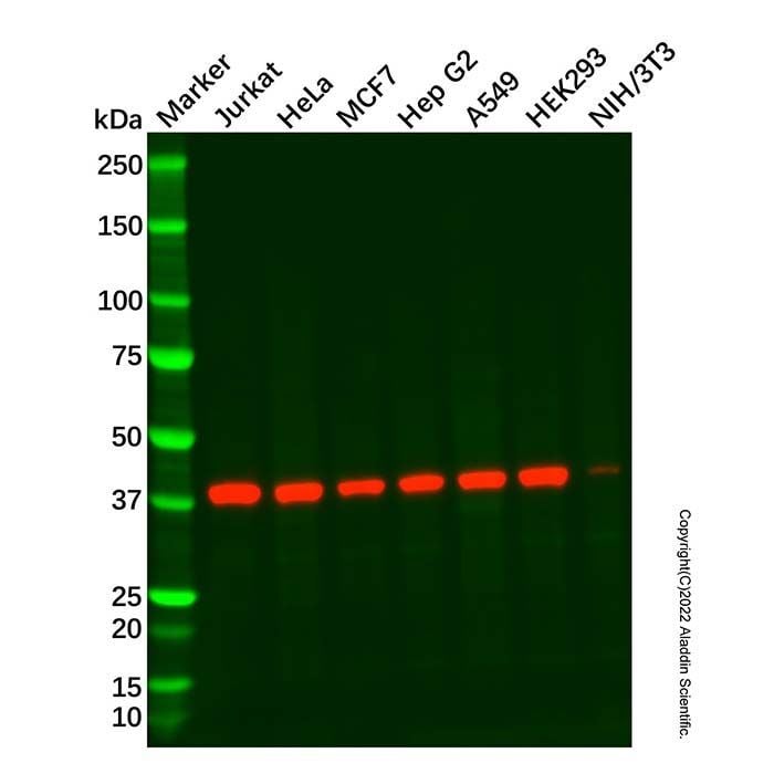 Hsp40 Mouse mAb - by Aladdin Scientific