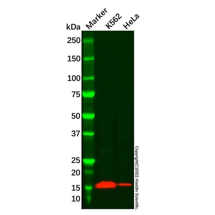 Recombinant IFITM1 Antibody - by Aladdin Scientific