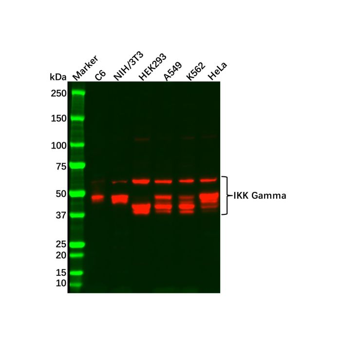 Recombinant IKK Gamma/NEMO Antibody -    by Aladdin Scientific