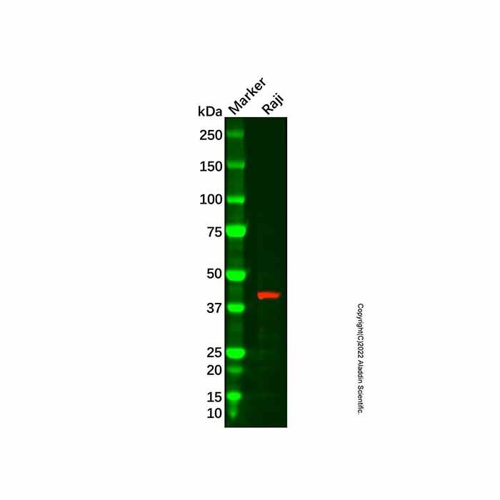 Recombinant IL-15RA Antibody - by Aladdin Scientific