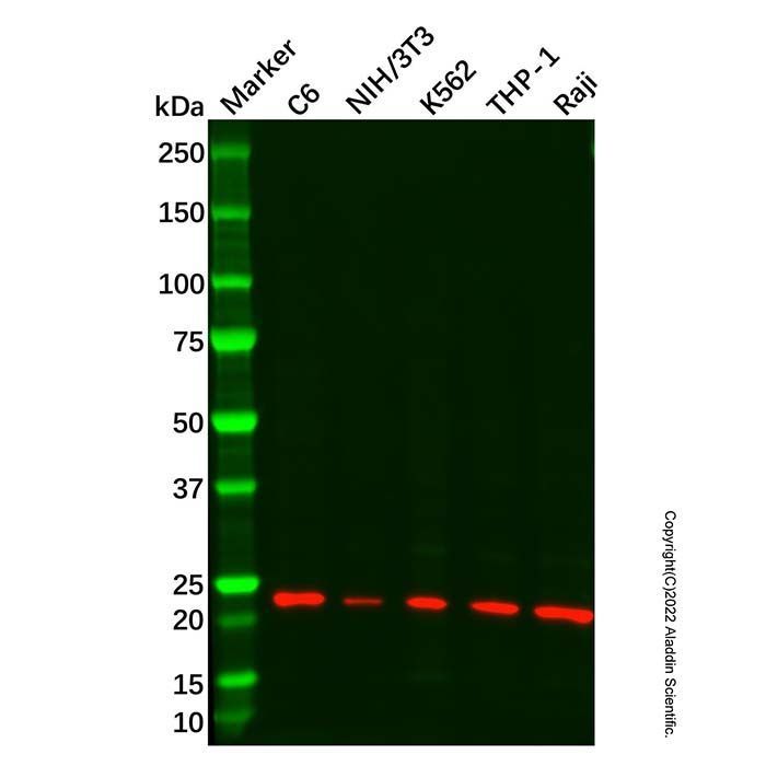 Recombinant IL-23 Antibody - by Aladdin Scientific