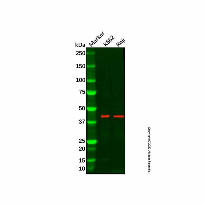 Recombinant ILF2/NF45 Antibody -    by Aladdin Scientific