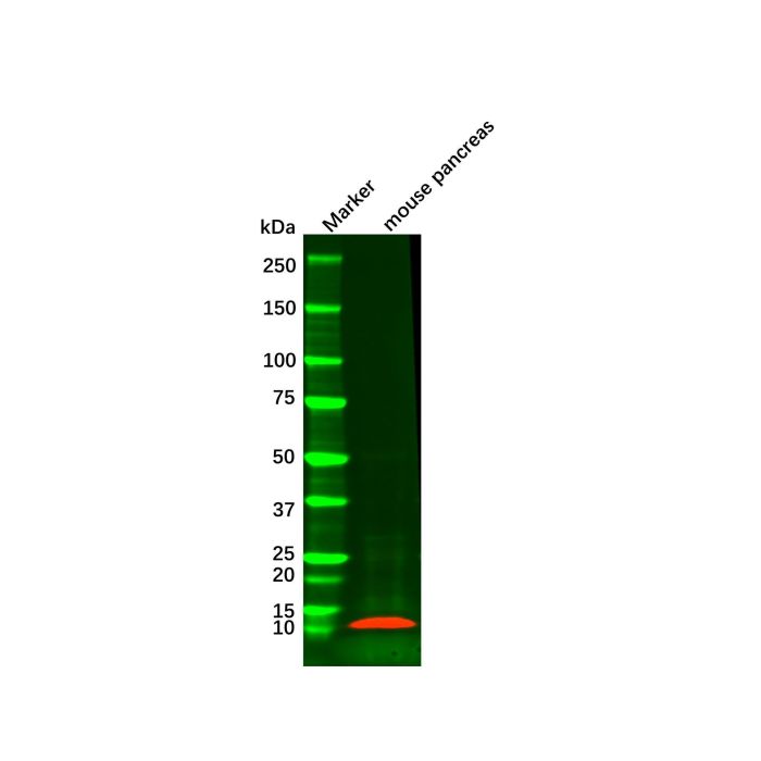 Recombinant Insulin Antibody - by Aladdin Scientific