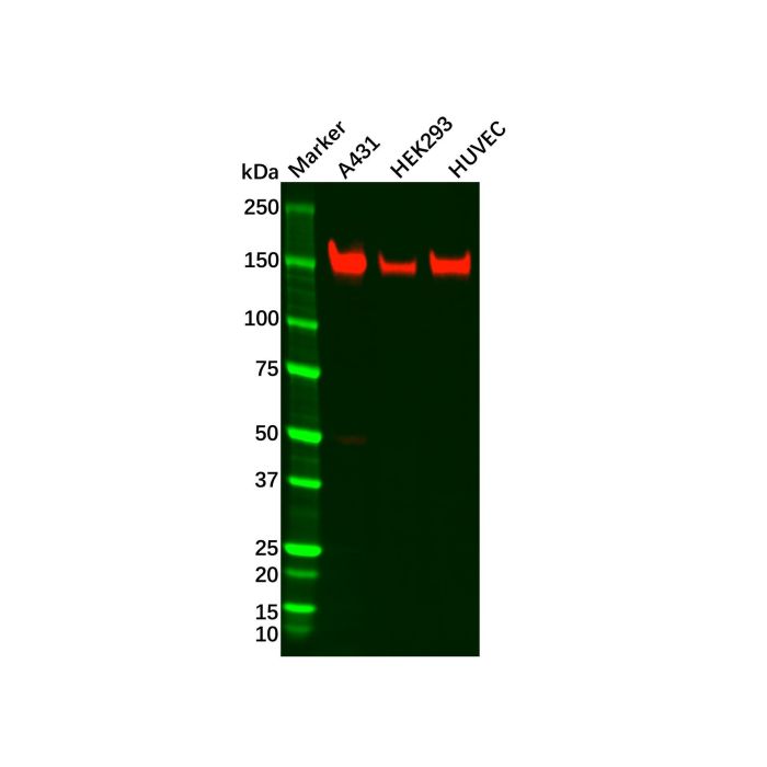 Recombinant Integrin alpha 2 Antibody - by Aladdin Scientific