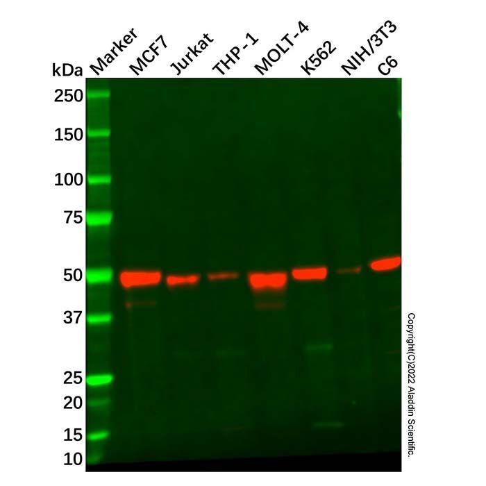 Recombinant IRF1 Antibody -    by Aladdin Scientific