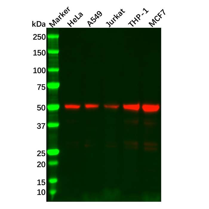 Recombinant IRF3 Antibody -    by Aladdin Scientific