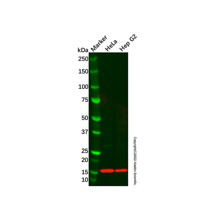 Recombinant ISG15 Antibody -    by Aladdin Scientific