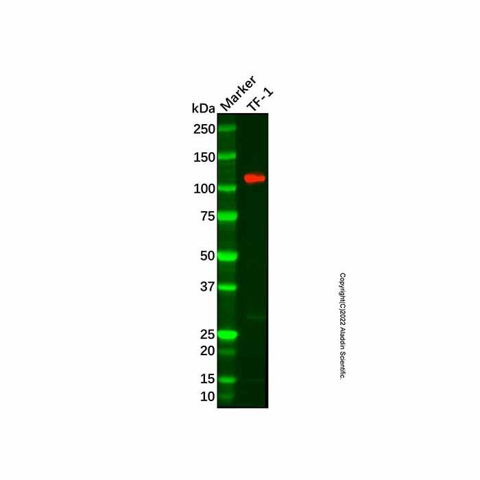 Recombinant JAK3 Antibody -    by Aladdin Scientific