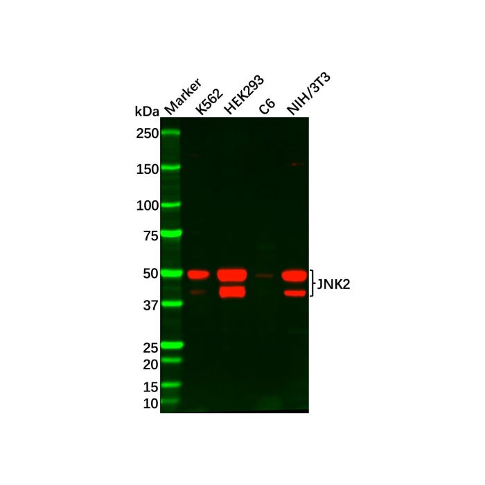 Recombinant JNK2 Antibody -    by Aladdin Scientific
