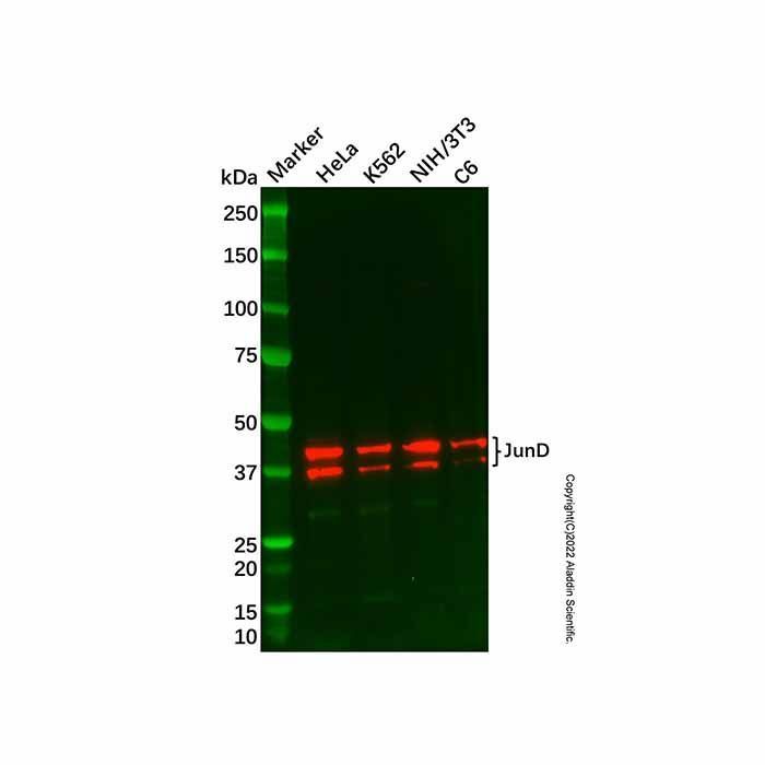Recombinant JunD Antibody -    by Aladdin Scientific