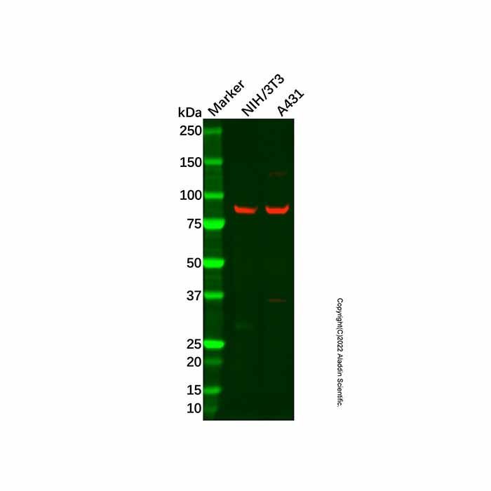 Recombinant KAT13D/CLOCK Antibody -    by Aladdin Scientific
