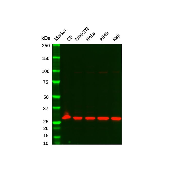 Recombinant KGF Antibody -    by Aladdin Scientific