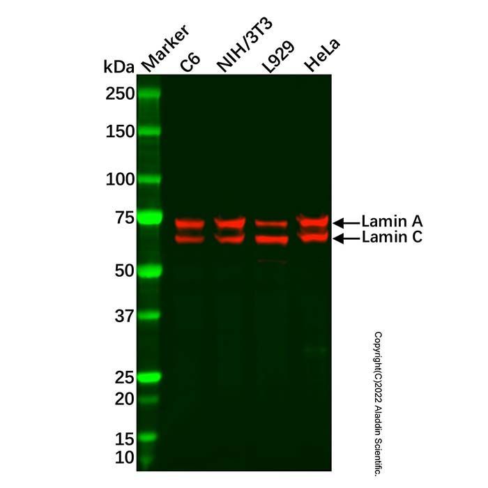 Recombinant Lamin A + Lamin C Antibody -    by Aladdin Scientific