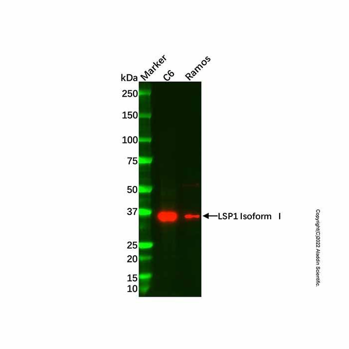 Recombinant LSP1 Antibody -    by Aladdin Scientific