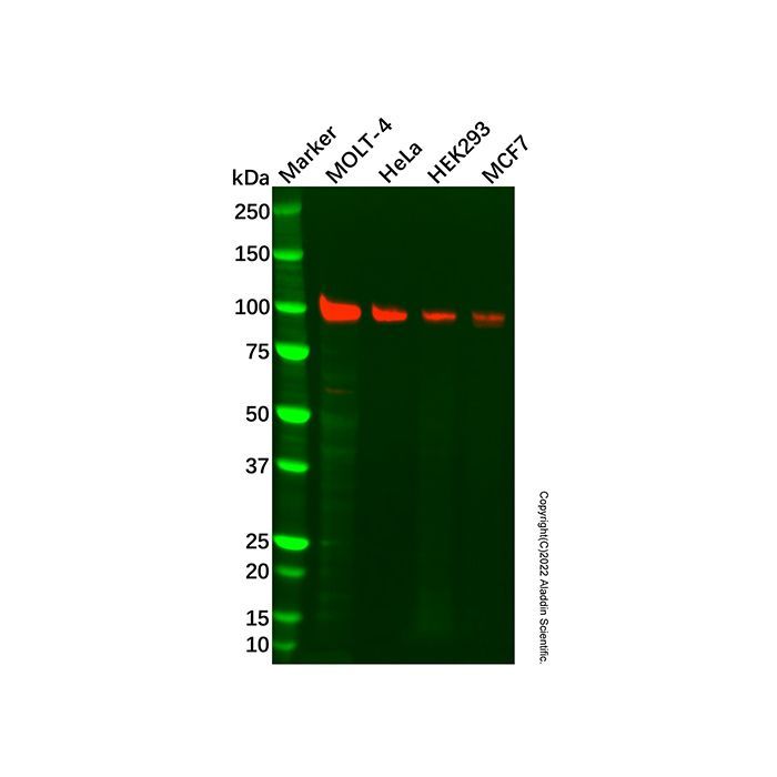 Recombinant MCM4 Antibody -    by Aladdin Scientific