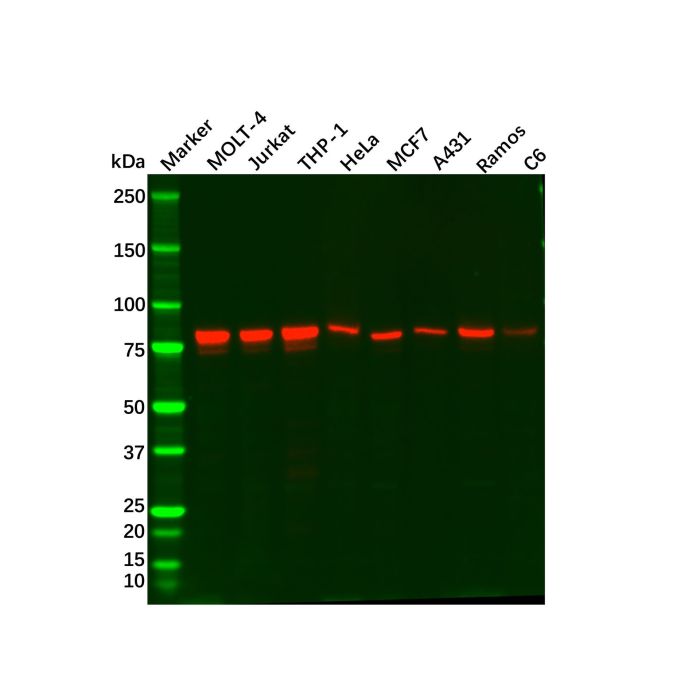 Recombinant MCM7/PRL Antibody -    by Aladdin Scientific