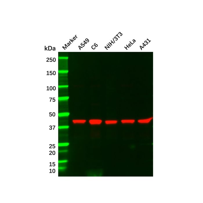 Recombinant MEK1 Antibody -    by Aladdin Scientific
