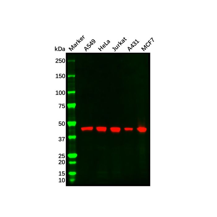 Recombinant MEK2 Antibody -    by Aladdin Scientific