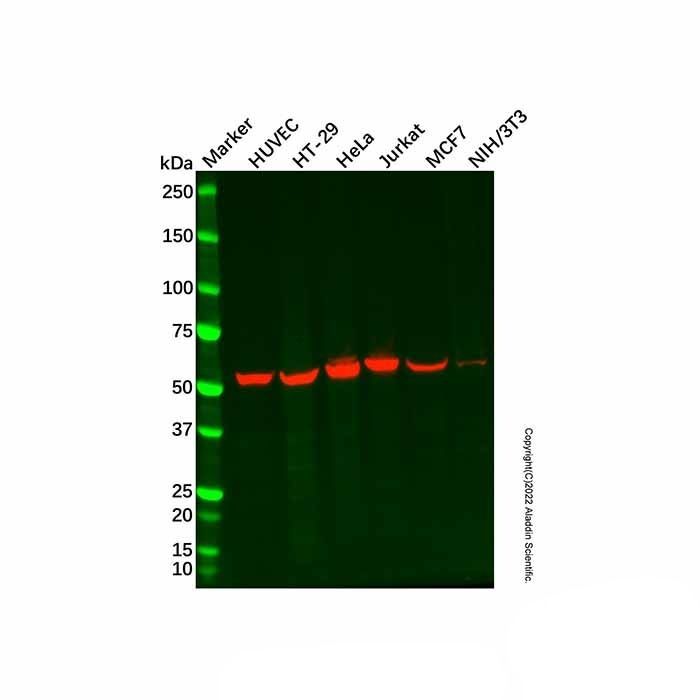 Recombinant MLKL Antibody -    by Aladdin Scientific