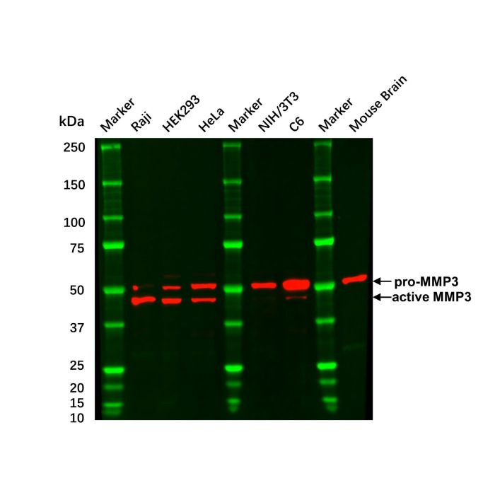 Recombinant MMP3 Antibody - by Aladdin Scientific