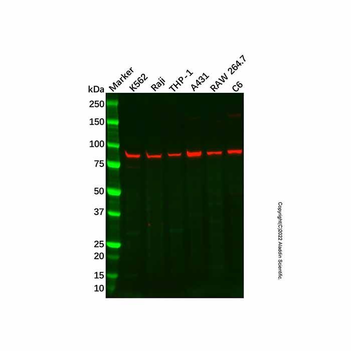 Recombinant MS2 Antibody -    by Aladdin Scientific