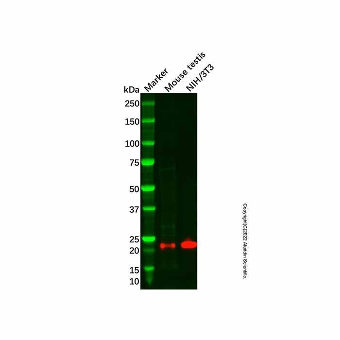 Recombinant MSRB3 Antibody -    by Aladdin Scientific