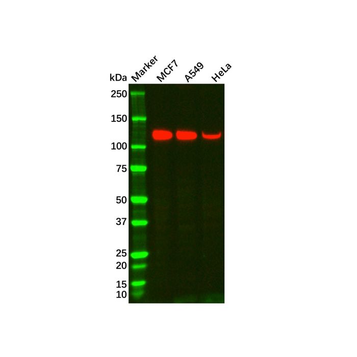 Recombinant MUC4 Antibody -    by Aladdin Scientific