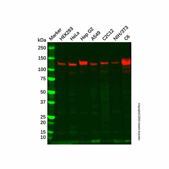 Recombinant N Cadherin Antibody -    by Aladdin Scientific