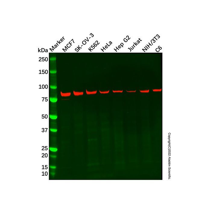 Recombinant NAK/TBK1 Antibody -    by Aladdin Scientific