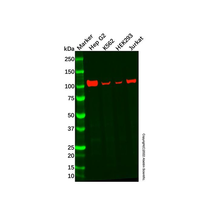 Recombinant Nesprin3 Antibody -    by Aladdin Scientific