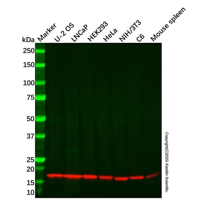 Recombinant NME2 Antibody -    by Aladdin Scientific