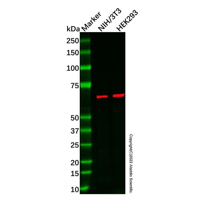 NOX1 Antibody -    by Aladdin Scientific