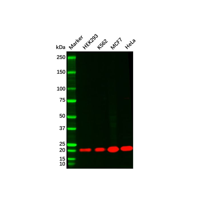 Recombinant NRAS Antibody -    by Aladdin Scientific