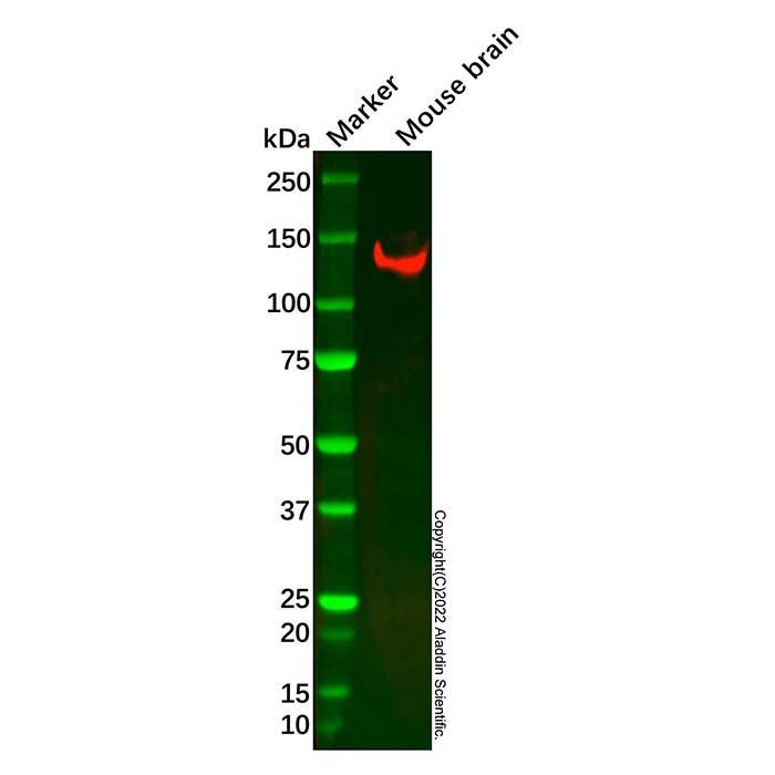 Recombinant NrCAM Antibody -    by Aladdin Scientific
