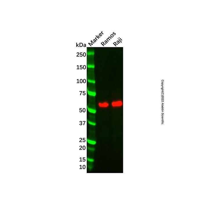 Recombinant Oct-2 Antibody -    by Aladdin Scientific