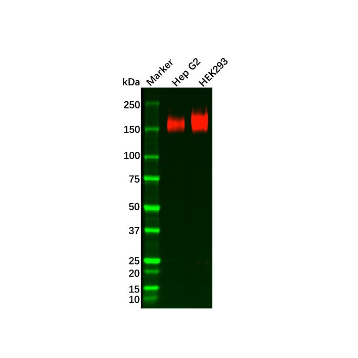 Recombinant P Glycoprotein Antibody -    by Aladdin Scientific