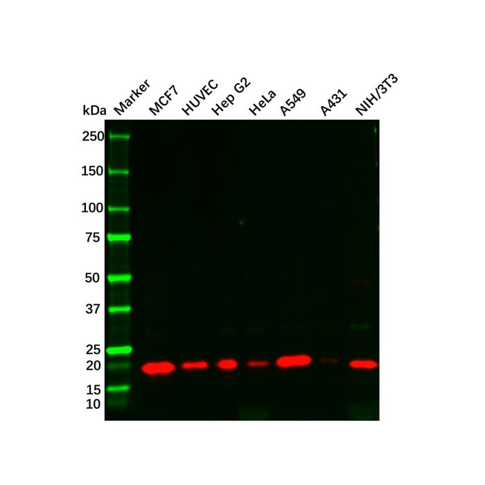 Recombinant p21 Antibody -    by Aladdin Scientific