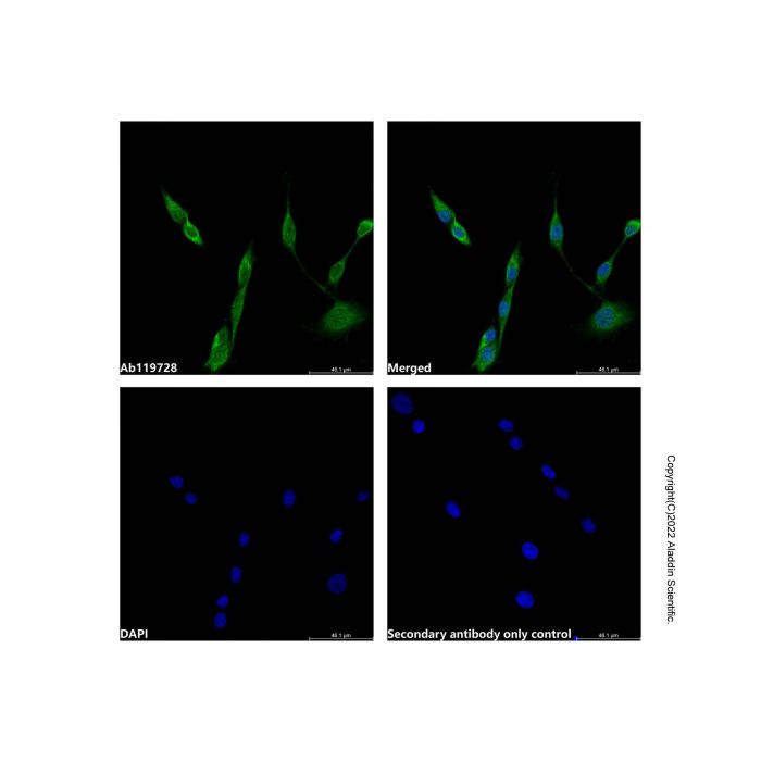 p38 gamma/MAPK12 Antibody -    by Aladdin Scientific