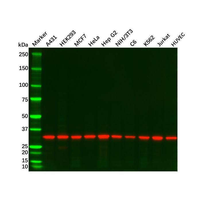 Recombinant PCNA Antibody - by Aladdin Scientific